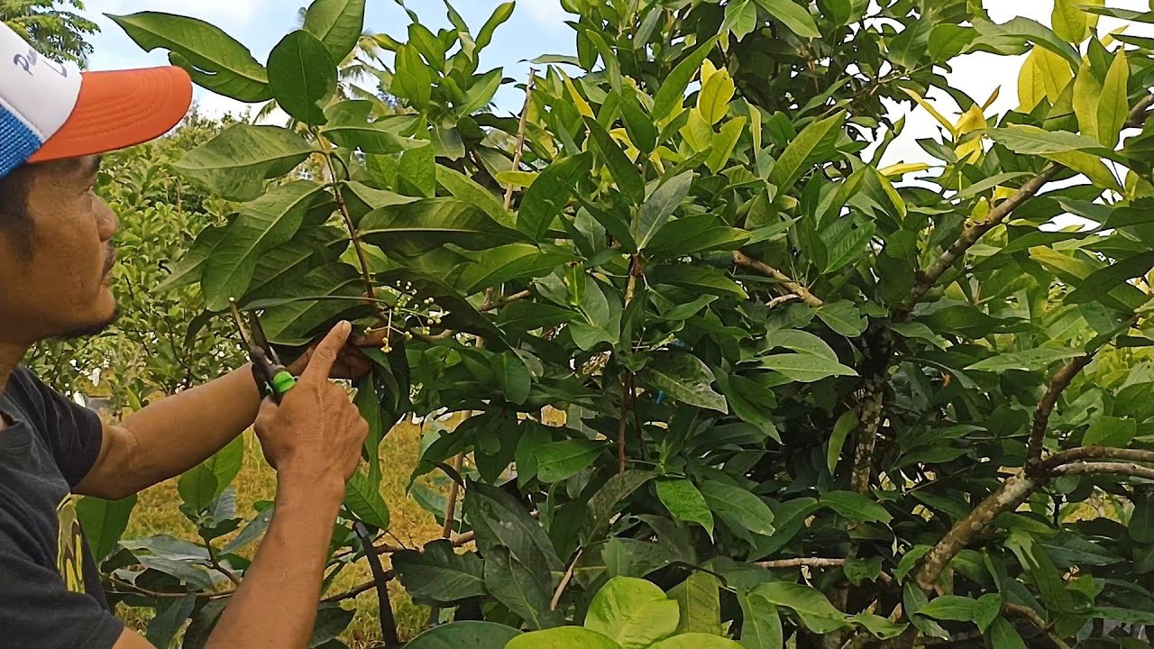 jambu Madu Deli hijau || Agar Berbuah sepanjang Tahun