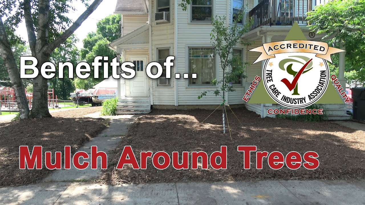 The benefits of using mulch around your trees