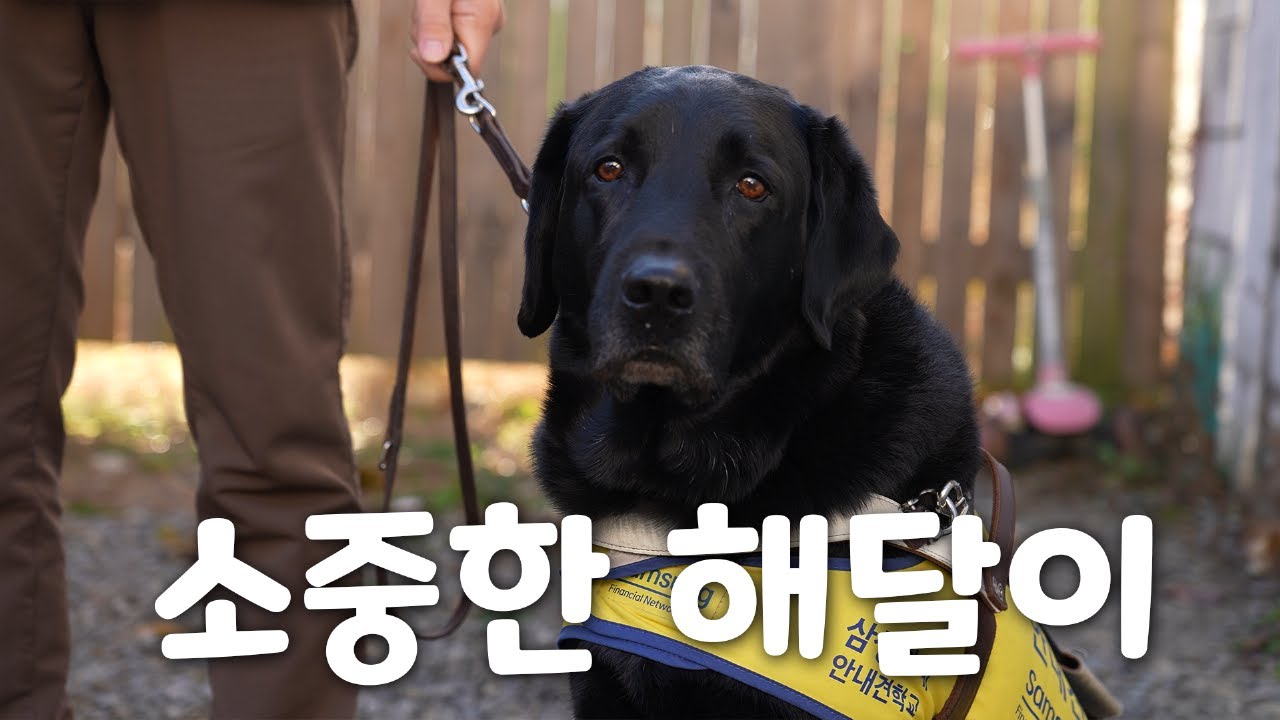 안내견 가족들의 평범한 하루