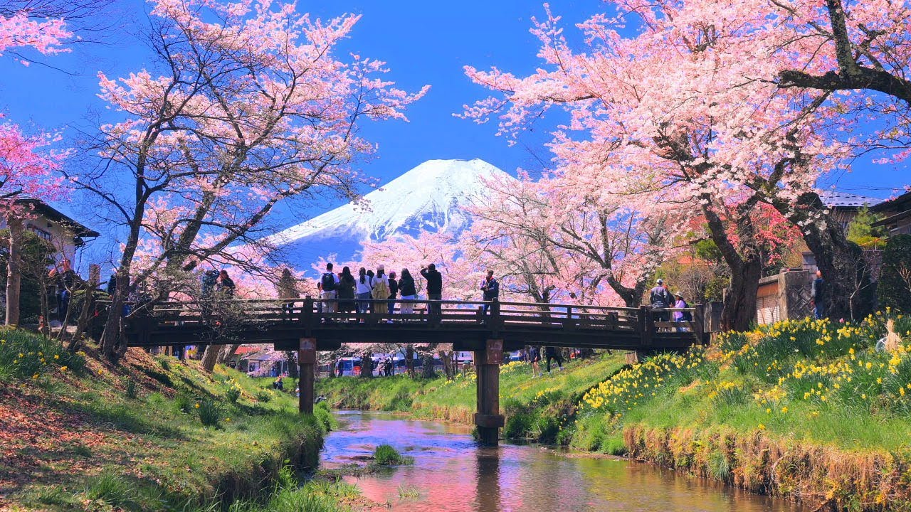 4K映像 桜の名所「富士山と桜　忍野村　新名庄川　童謡・唱歌」cherry blossom japan 桜の名所 美しい四季 春 山梨県南都留郡忍野村 4月中旬 お花見 絶景自然風景 8K撮影