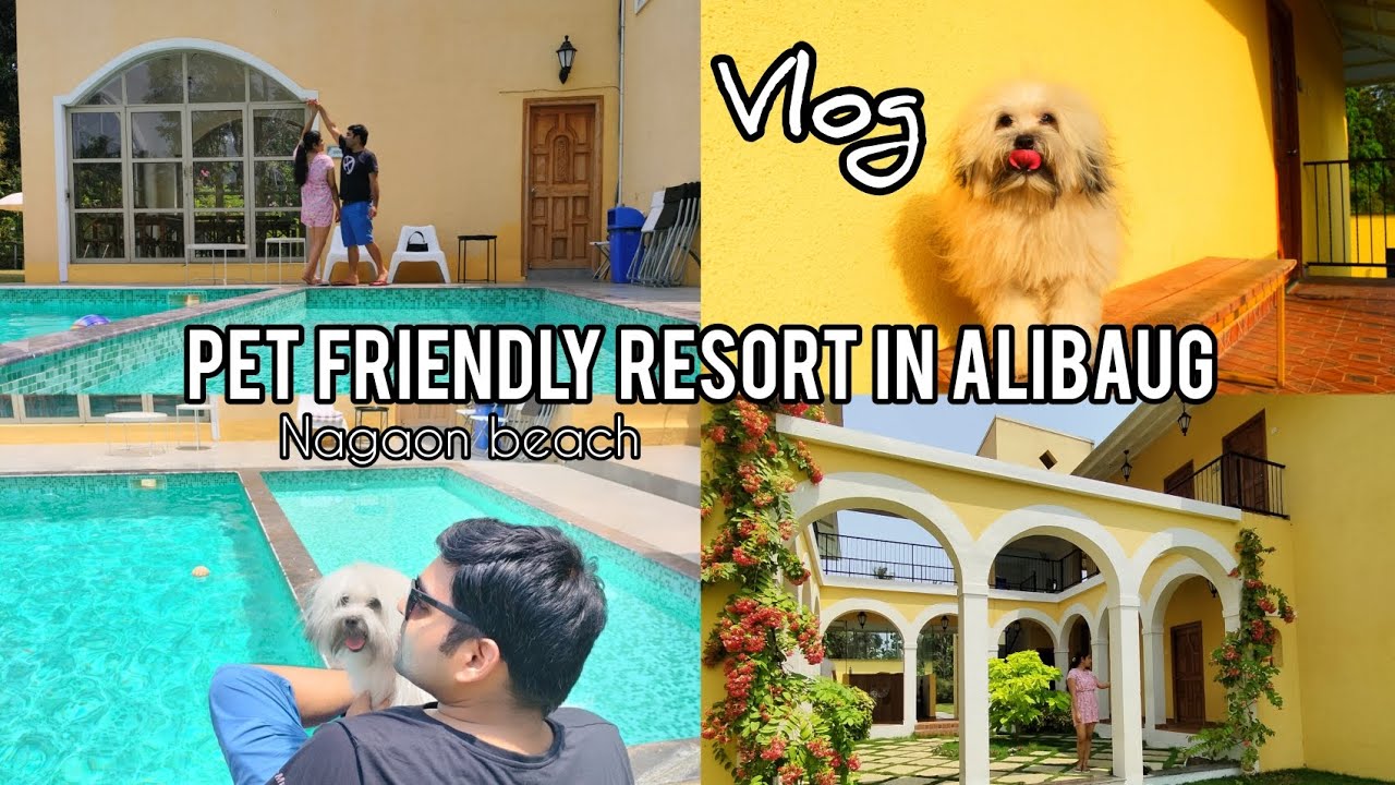 Pet friendly Resort near Mumbai| hotel in Alibaug Near beach Nagaon beach alibaug #alibaugvlog