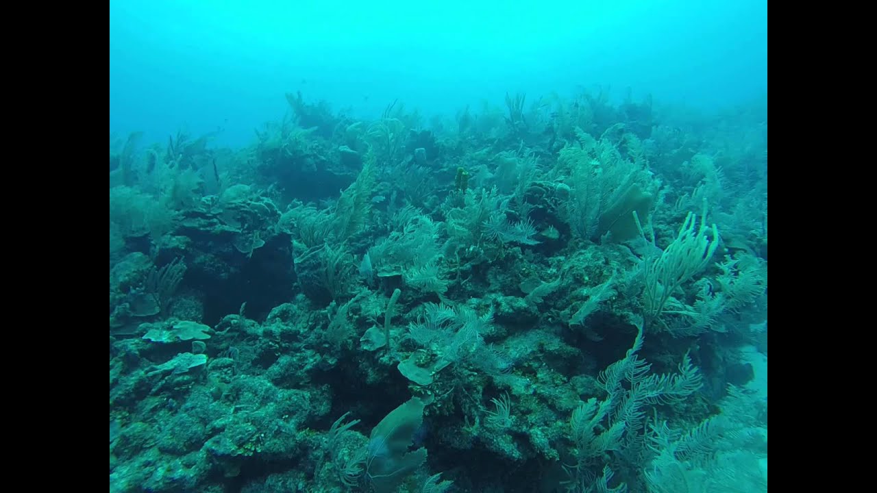 Waving Reef, Vivid Coral