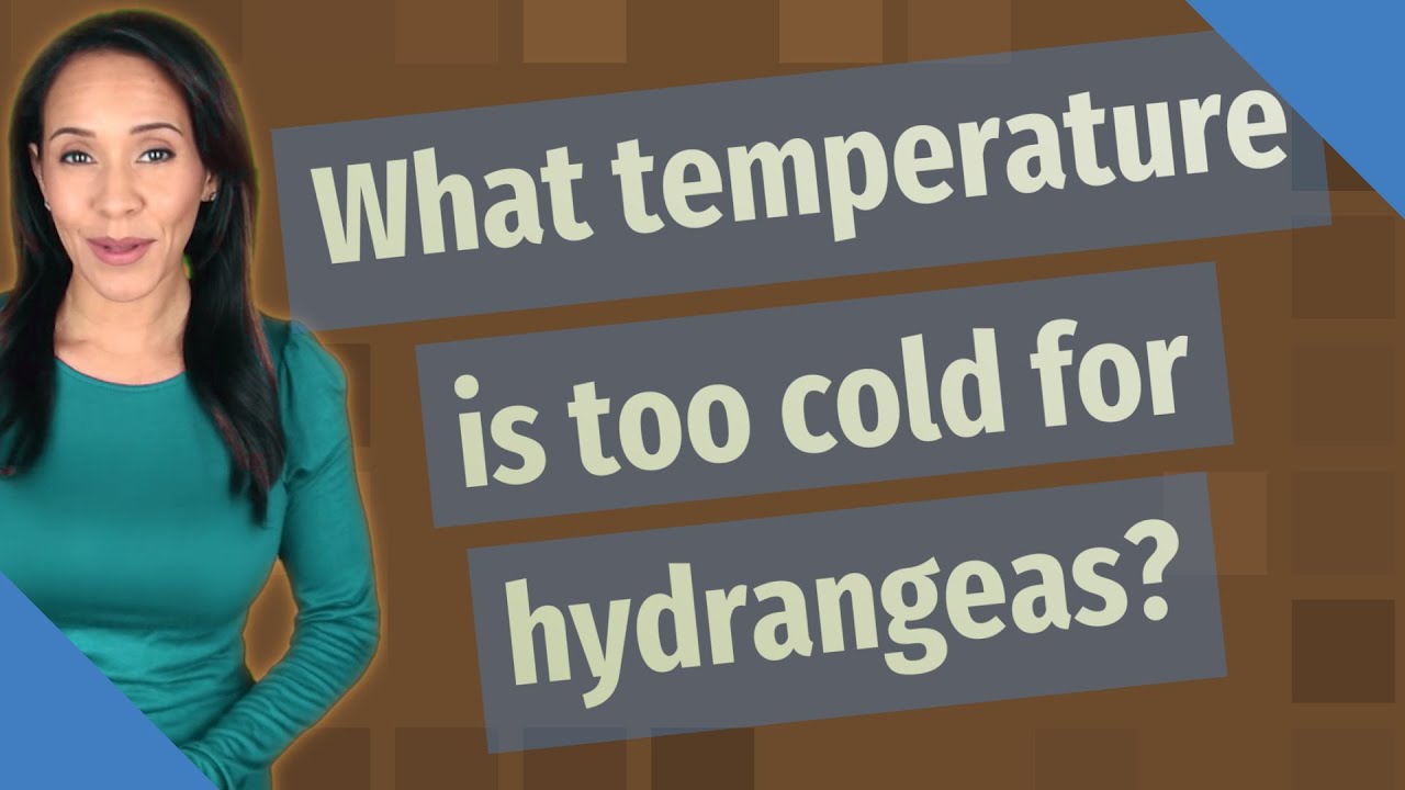 What temperature is too cold for hydrangeas?