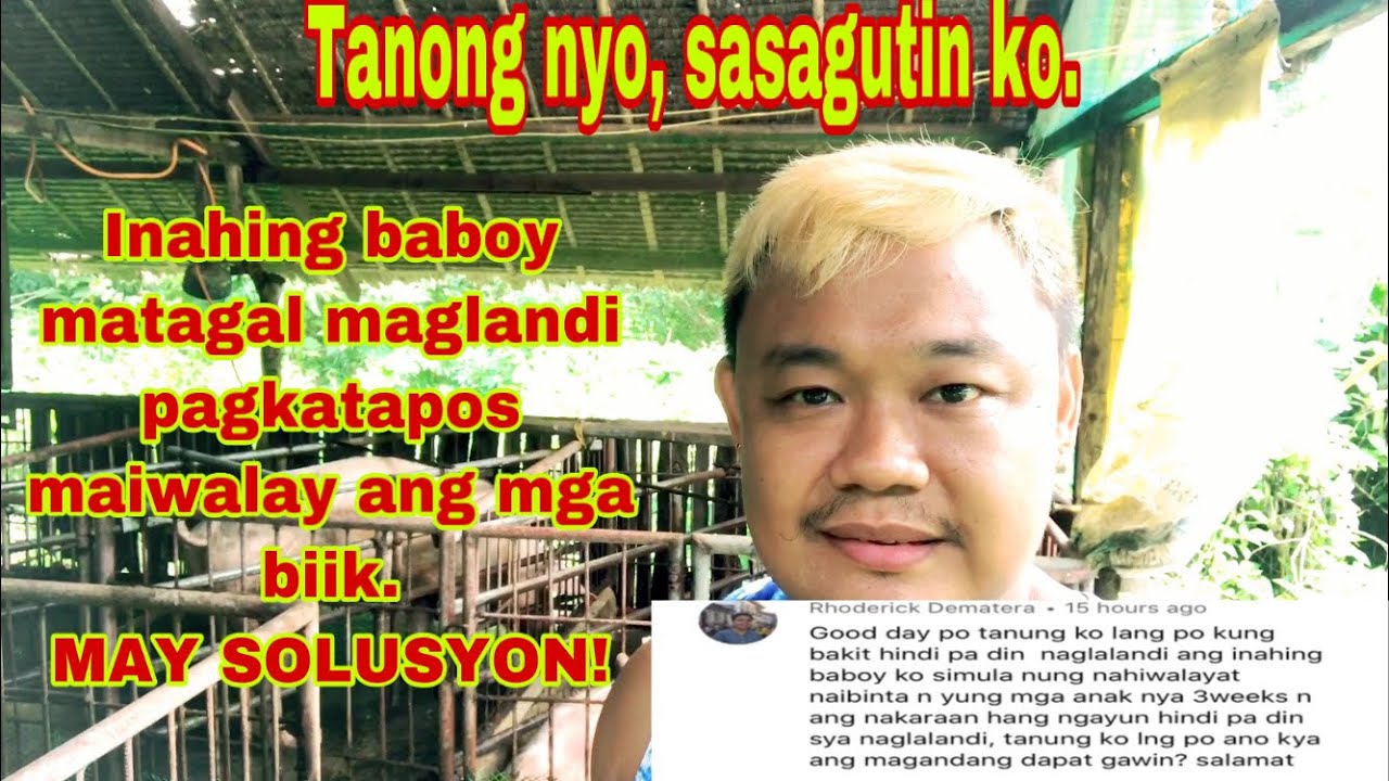 Bakit matagal maglandi ang inahing baboy pagkatapos maiwalay yung kanyang mga biik | Ryan Patenio