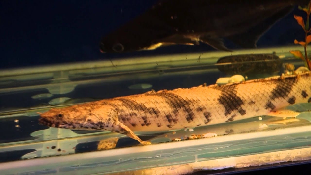 Полиптерус Эндлихера  (Polypterus endlicheri)