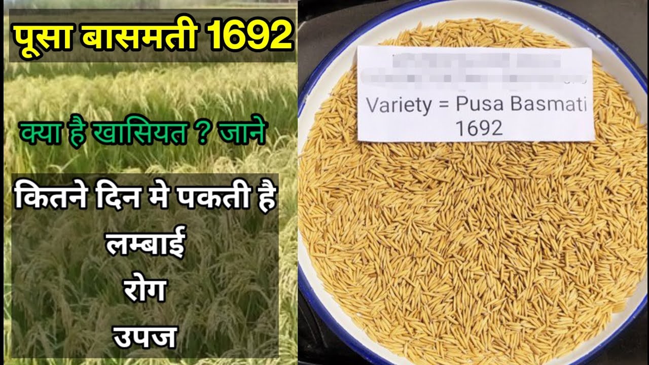 Pusa basmati 1692 | पूसा 1692 धान किस्म