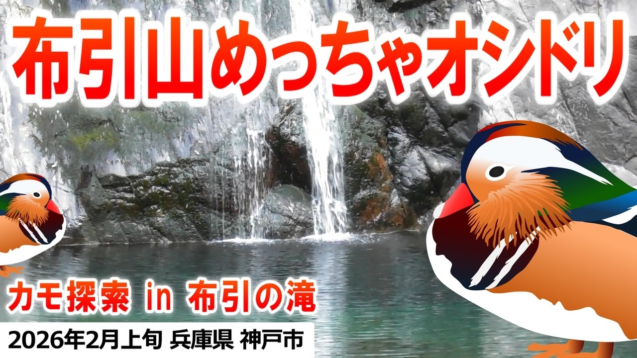 2026年2月上旬 カモ探索 in 布引の滝・布引貯水池（オシドリ、キンクロハジロ、マガモ、ホシハジロ、トモエガモ）