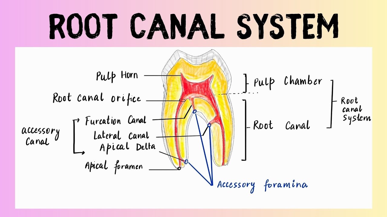 Root Canal System Made Easy | Dental Anatomy Simplified