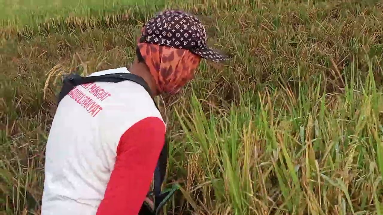 TIBA SAAT NYA PANEN PADI