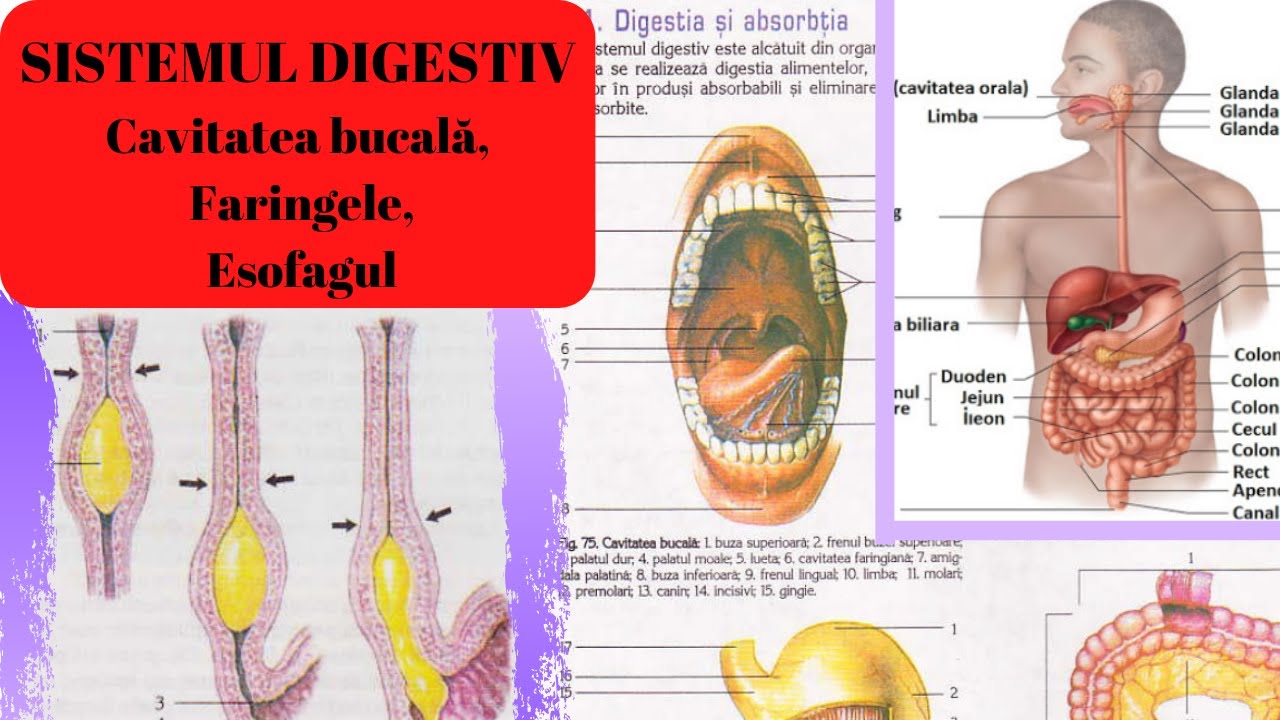 ADMITERE MEDICINA: SISTEMUL DIGESTIV 1: Cavitatea bucală, faringele si esofagul