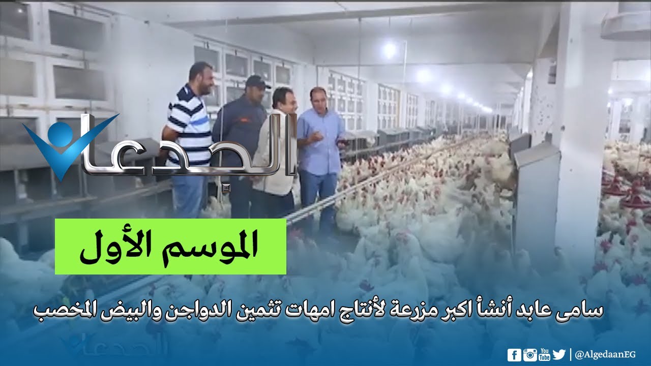 سامى عابد أنشأ اكبر مزرعة لأنتاج امهات تثمين الدواجن والبيض المخصب