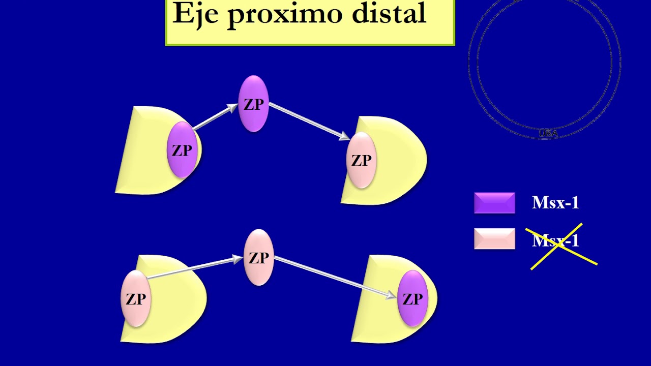 SE 5 Miembros, osteogénesis y miogénesis