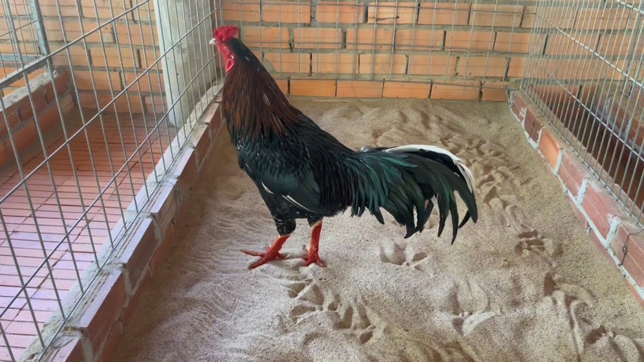 12/3 TOP GA GIOI AE MEN HU HI ( 0372 4818 43) GAP TÝ