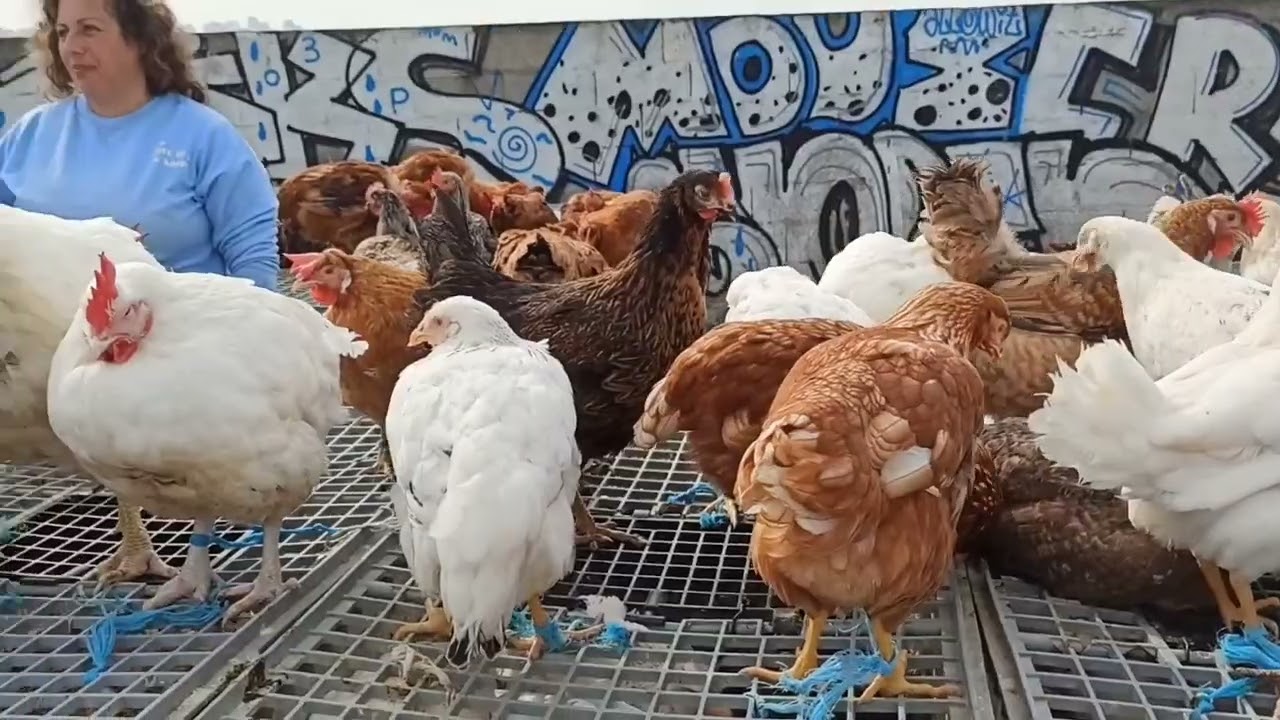 Feira da Brandoa