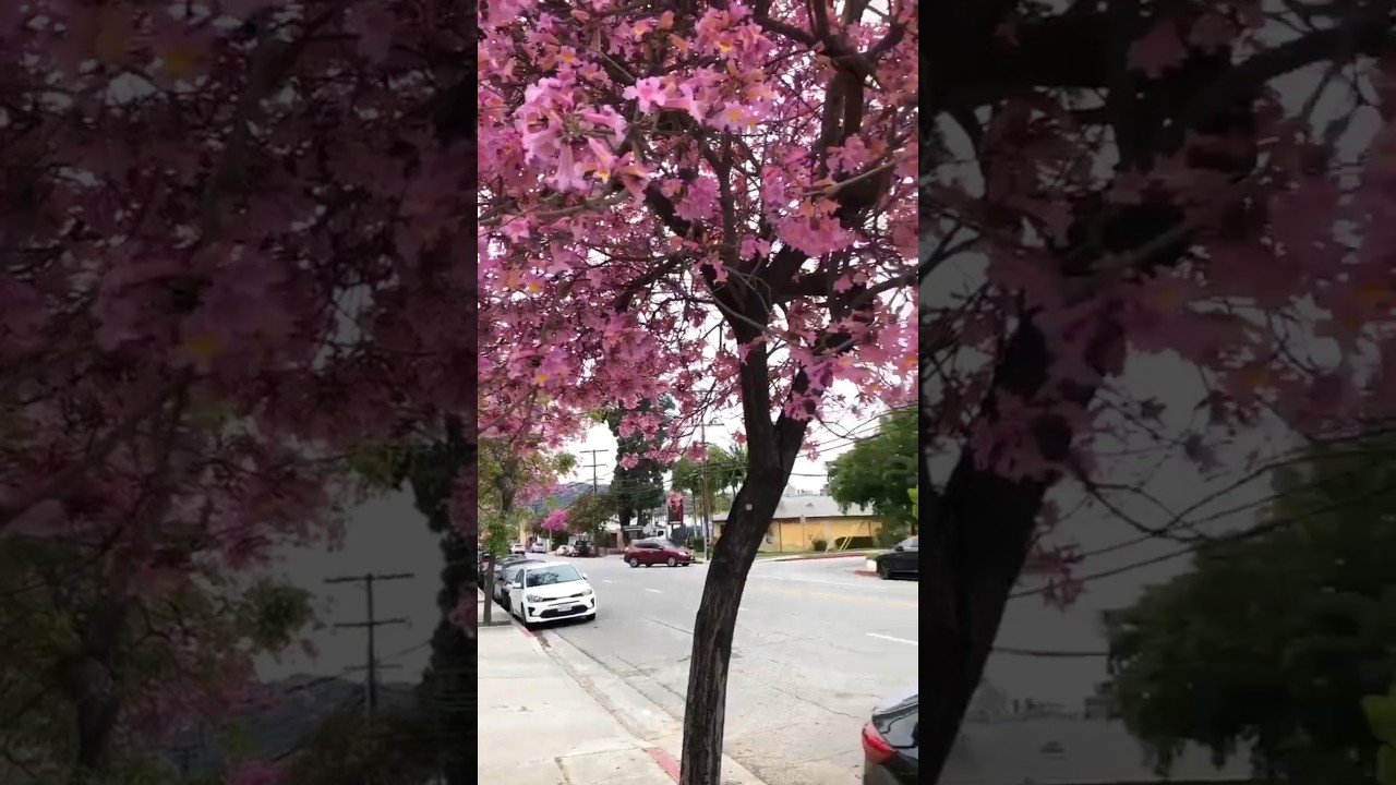 bright flowering tree this spring #trees #flowers #spring #nature #america #usa #daybyday #newshorts