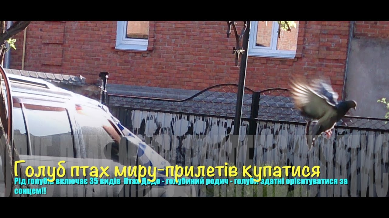 Голуб сизий &mdash; широко поширений птах ( Columba livia)