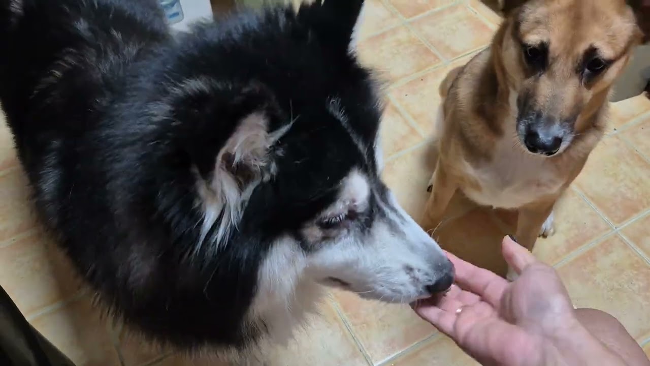 Treats time #furbabies #treats