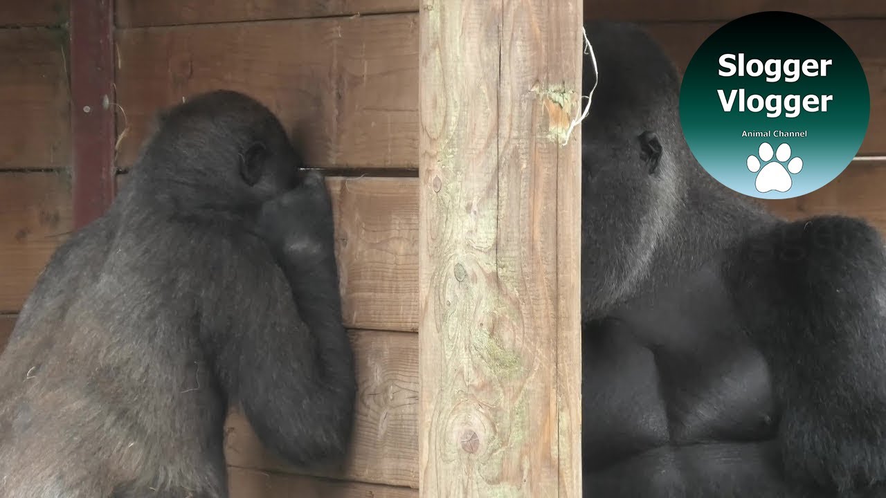 How to Annoy Your Dad - Gorilla Lope And Silverback Gorilla Oumbi