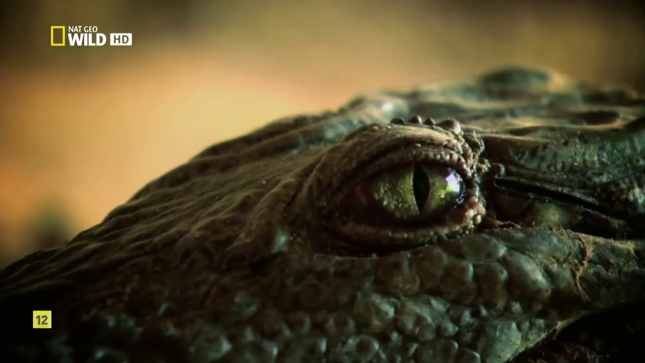 DOCUMENTAL- LOS ANIMALES FANT&Aacute;STICOS DE MADAGASCAR
