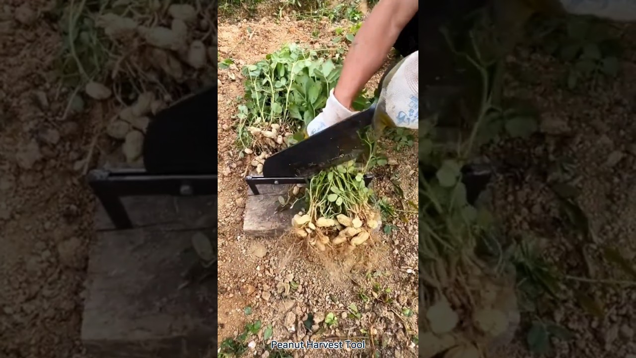 Peanut Harvest Tool