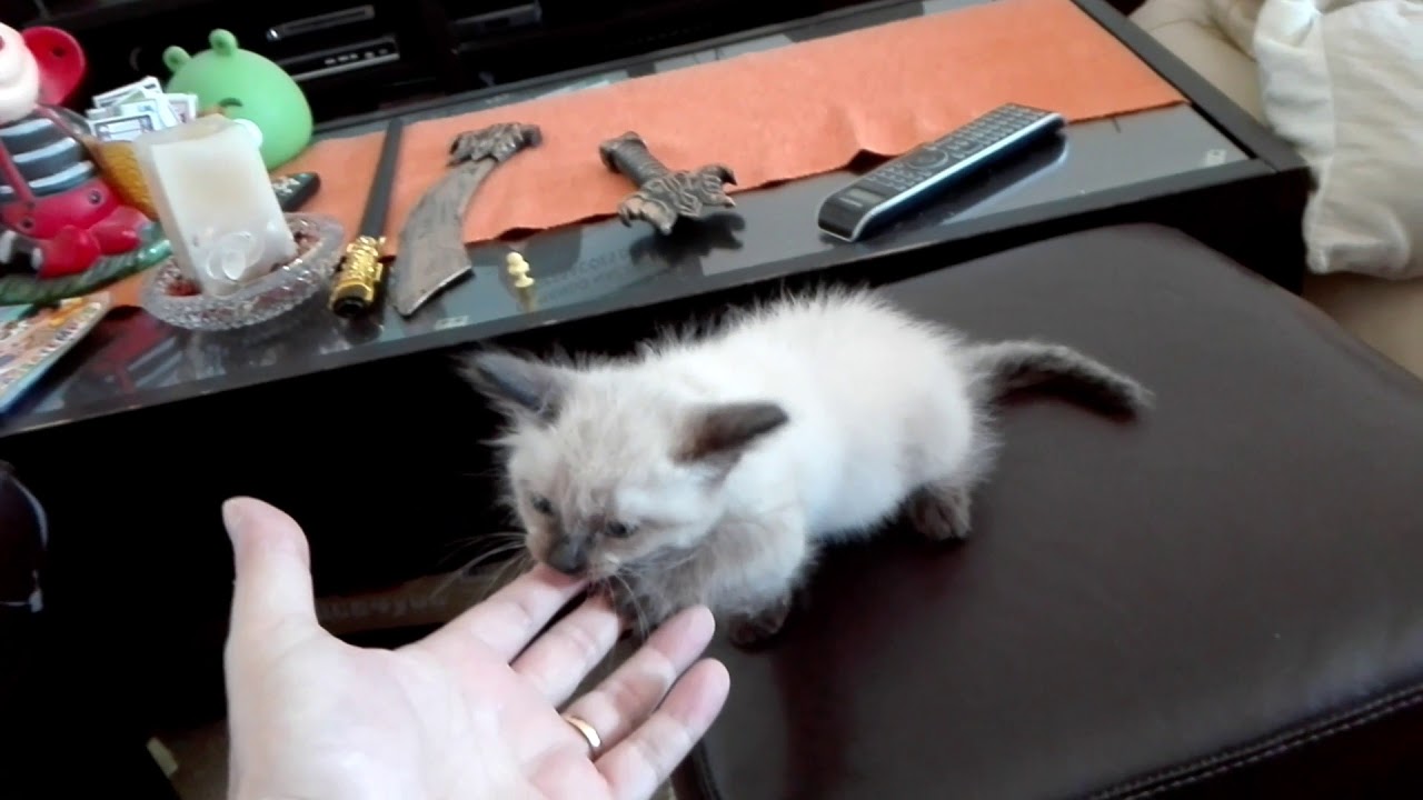Gato siamês 2 meses