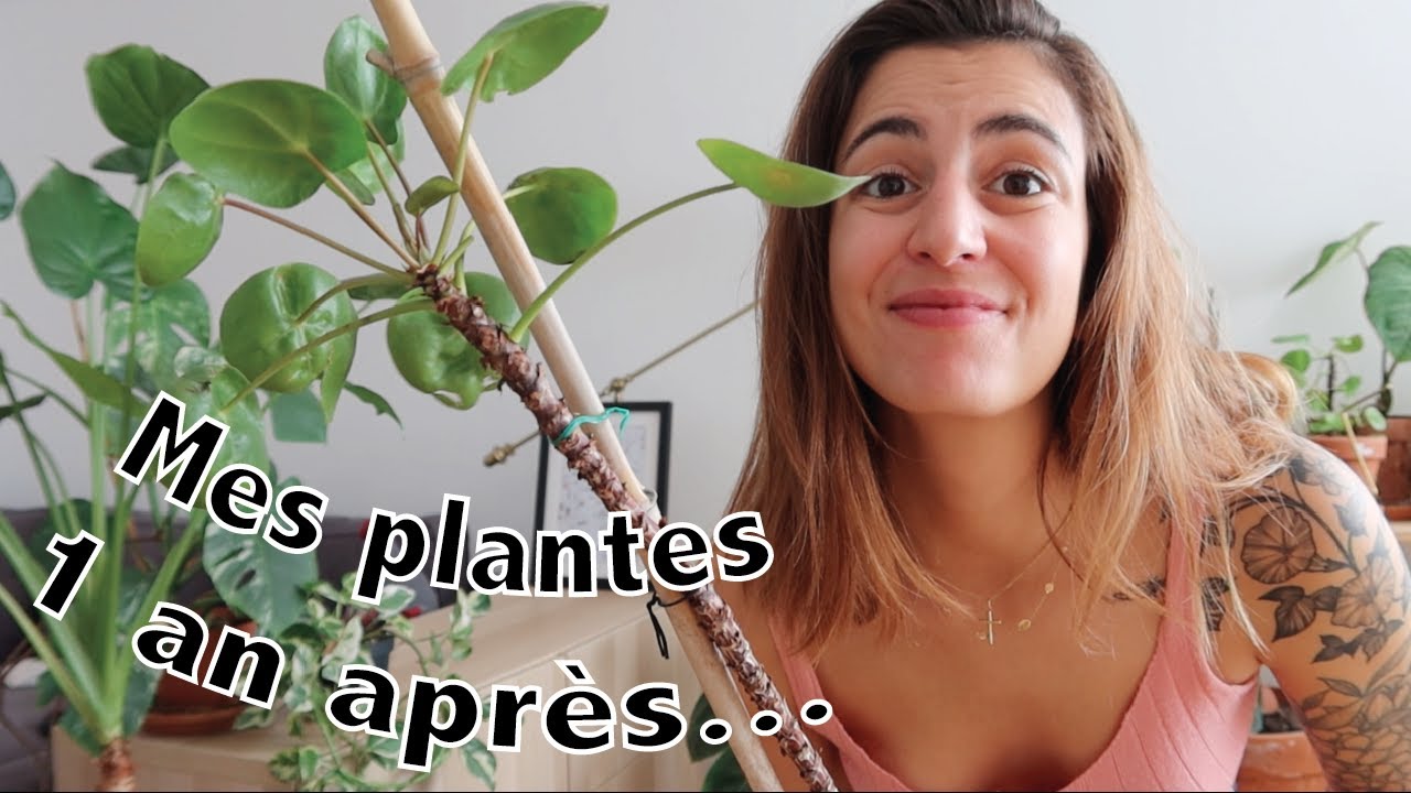 Mon pilea en PLS, mon alocasia est si grand : je vous dis la vérité (entretien, échec...) !