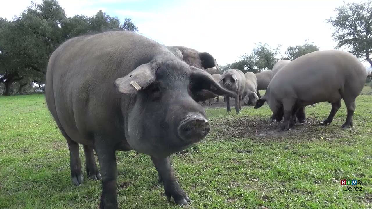 El Sector del Ibérico visto desde dentro - Industrias cárnicas El Bellotero
