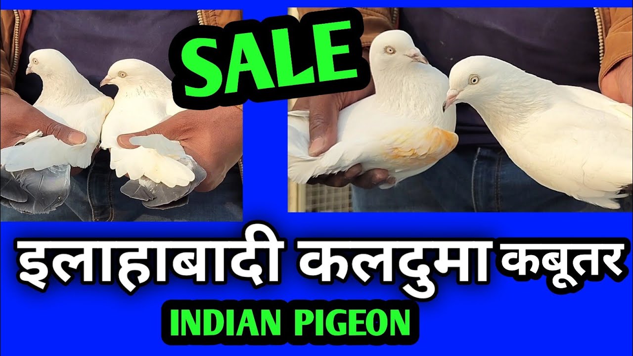 इलाहाबादी कलदुमा कबूतर जोड़ी//🕊️ Sale Allahabadi kalduma kabutar ka pair//#video#@Monu pigeon club #