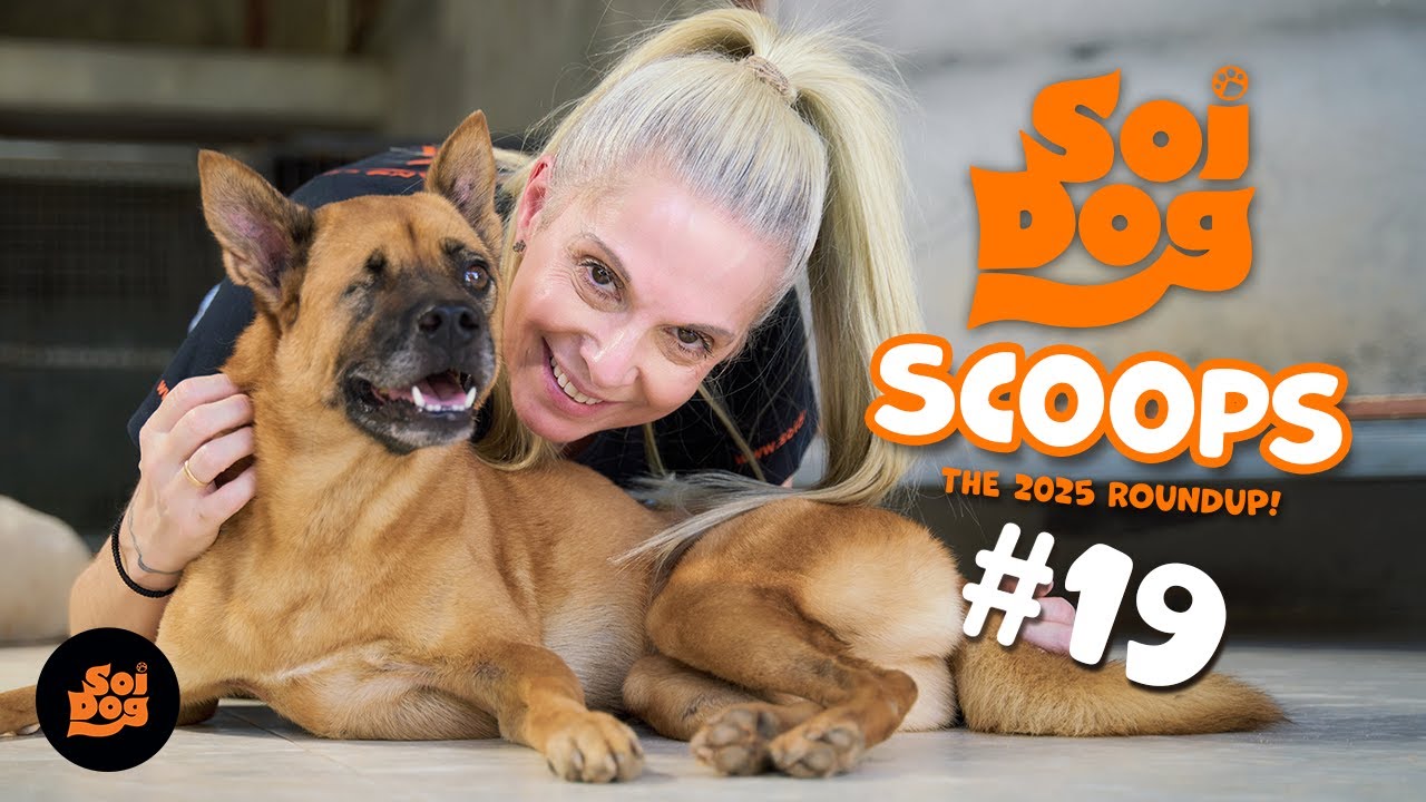 Специальный выпуск Soi Dog Scoops | Итоги 2025 года