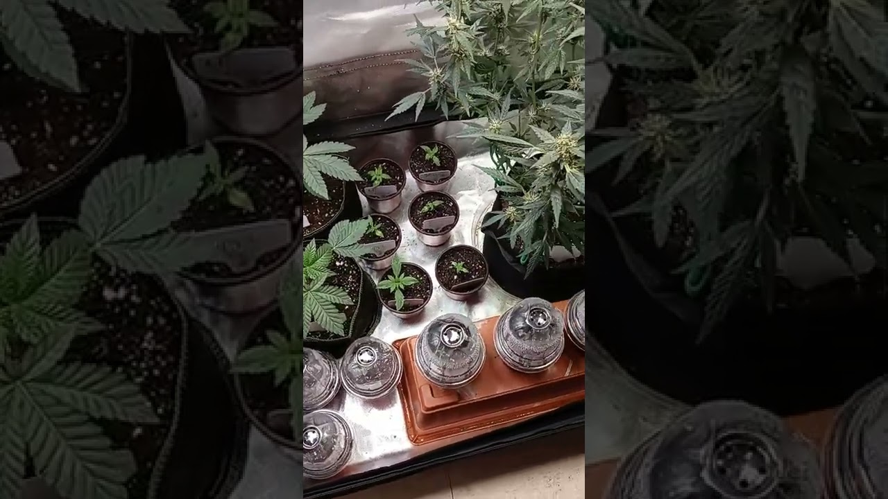 update on white runtz grow. And a look a Green Crack from Seedsmen seed.