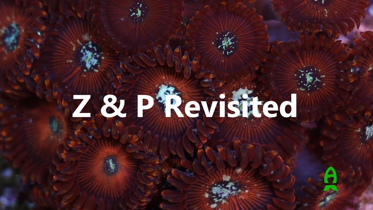 Let's talk Corals. Zoanthids & Palythoas Revisited.