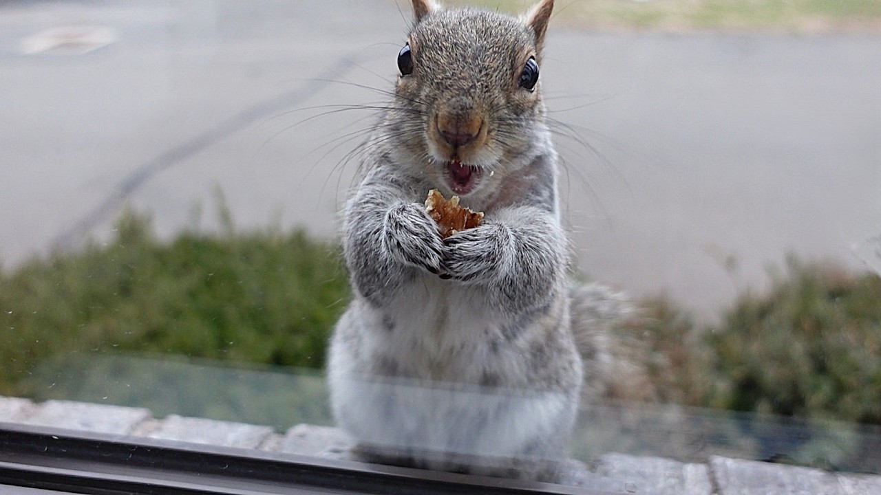 Pregnant squirrel Minnie has an adorable mood swing