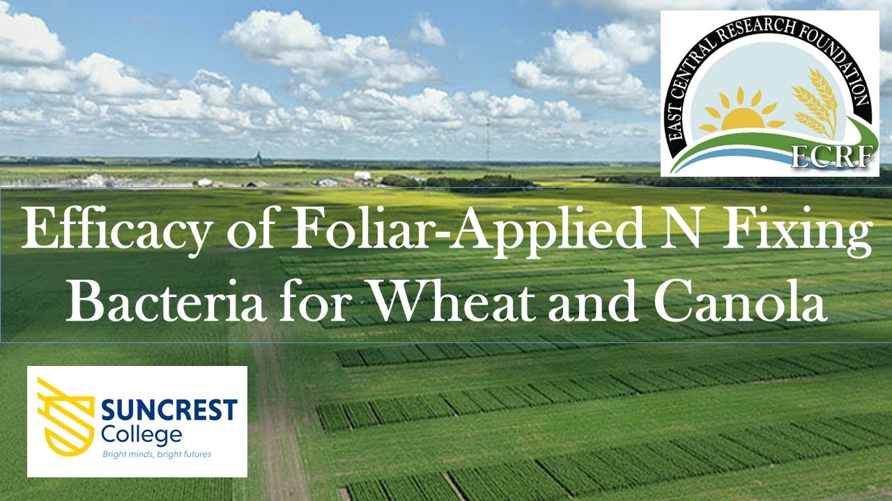 Efficacy of Foliar Applied N Fixing Bacteria for Wheat and Canola 2023