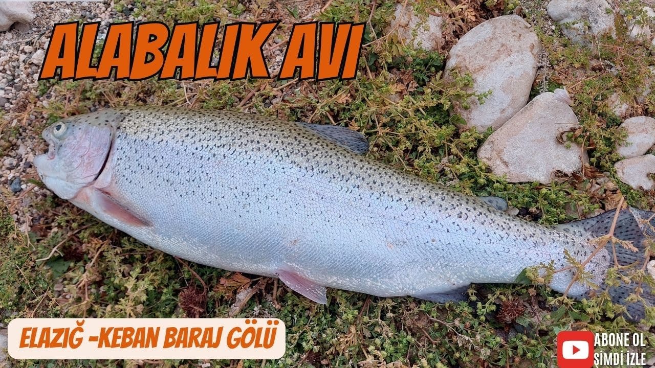 Elazığ Alabalık Avı - Trout