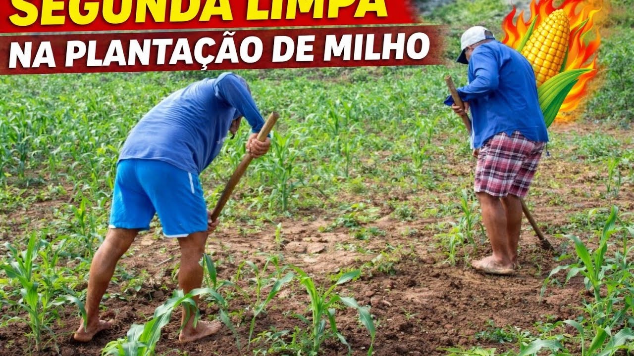 🌽 A LUTA CONTINUA! Segunda Limpa na Plantação de Milho no Sertão