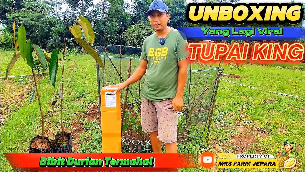 UNBOXING BIBIT DURIAN TUPAI KING BIBIT DURIAN TERMAHAL SAAT INI.