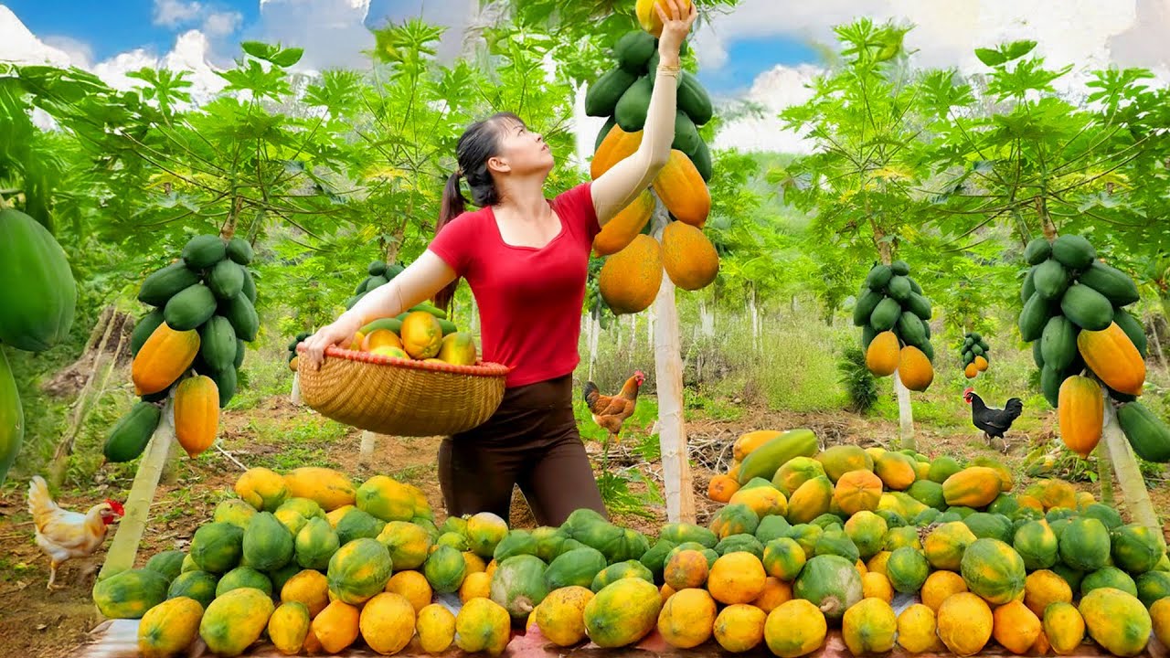 Harvesting Ripe Papaya from the Farm and Selling at Market – Cooking Papaya | Phuong Harvest Life