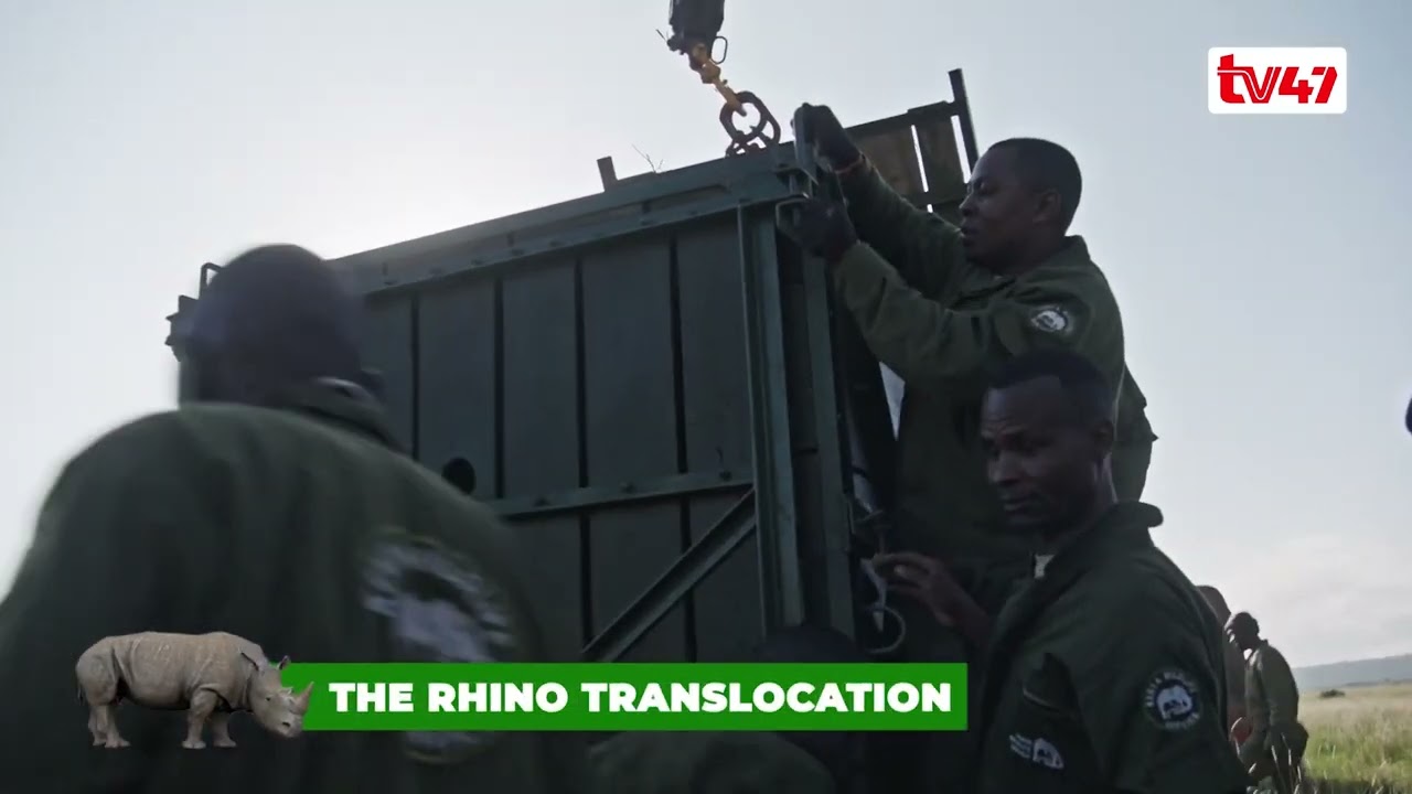 WILDLIFE | THE RHINO TRANSLOCATION