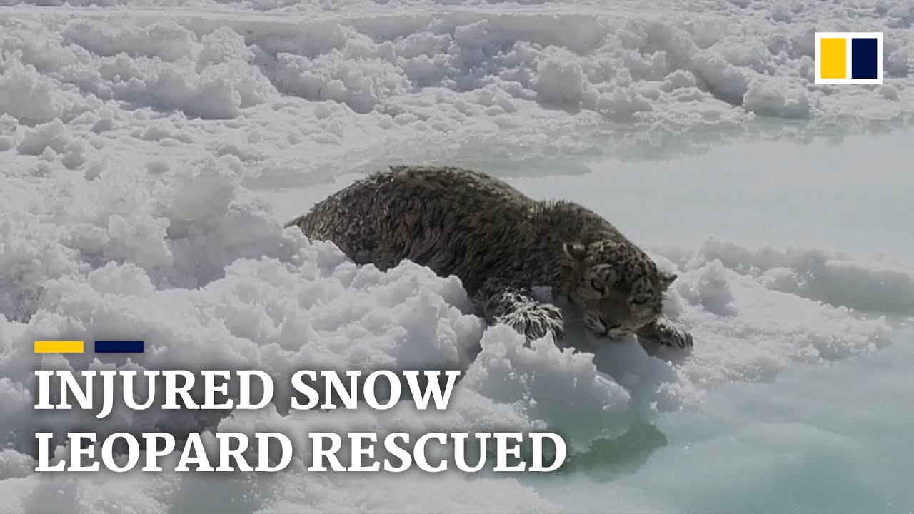 Injured snow leopard rescued in China’s northwest Qinghai Province