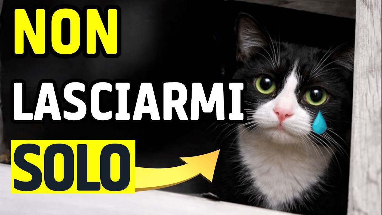 I veterinari ti implorano di non fare mai queste 10 cose quando lasci il tuo gatto da solo