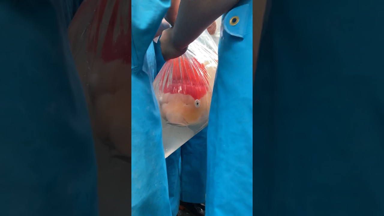 Earth&rsquo;s Best Koi Fish Safely Transported! 😮&zwj;💨 #japanesekoi #koi #fishing #nishikigoi