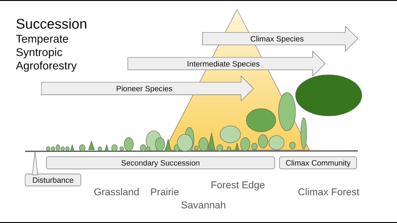 Succession in Temperate Syntropic Agroforestry - Farming the Sweet Spot