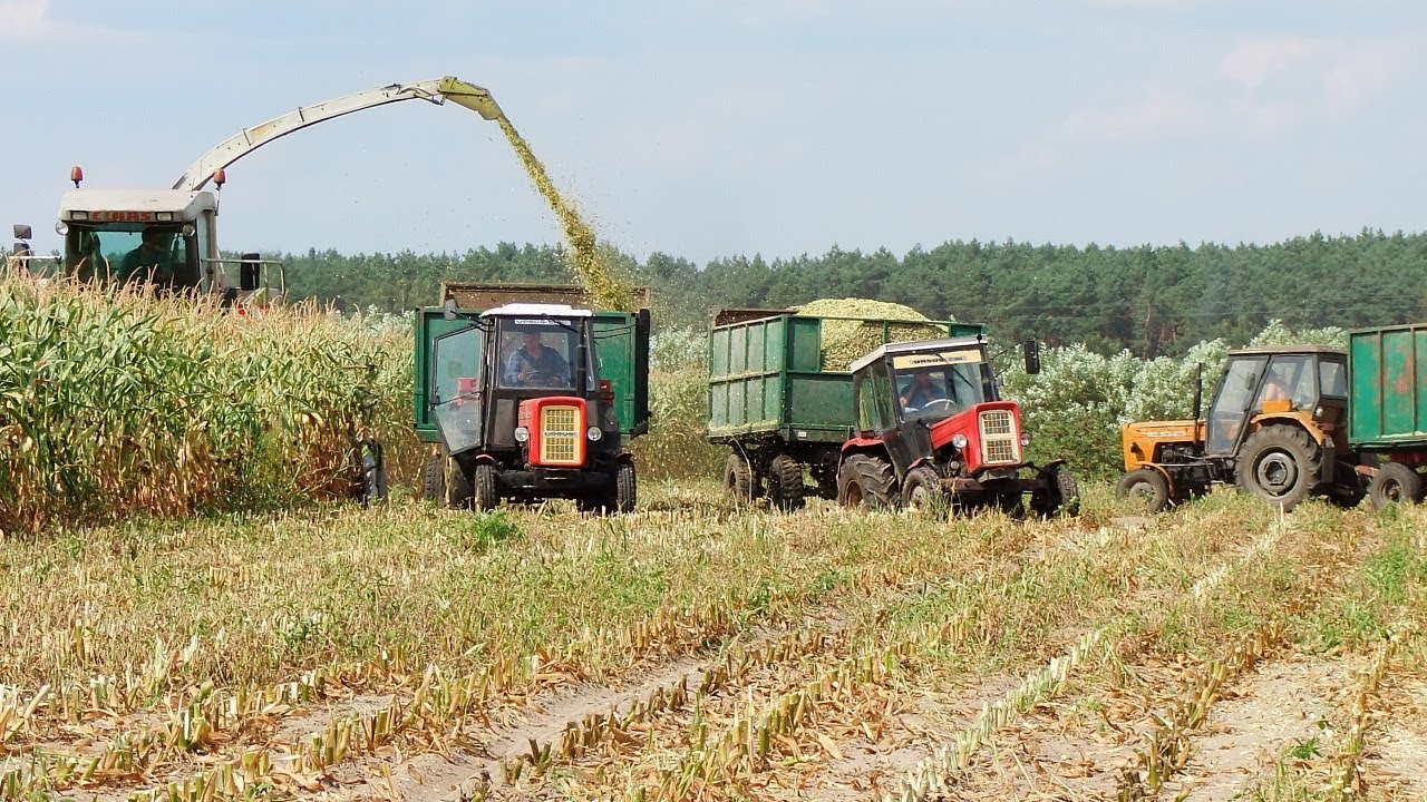 W suszy też się można zakopać! Szalone Ursusy i Claas Jaguar 880 w kukurydzy