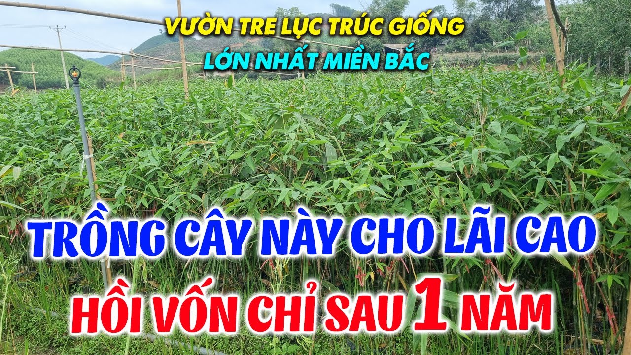 Gợi Ý Giống Cây Trồng Mới Cho Kinh Tế Cao 2025  | Vườn Tre Lục Trúc Giống Lớn Nhất Miền Bắc