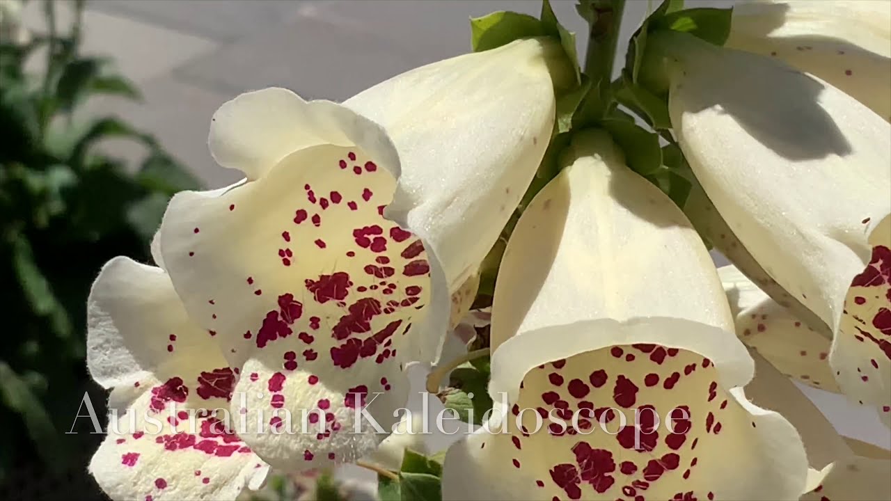 4️⃣K  🌸 FOXGLOVE , DIGITALIS PURPUREA.  Romantic Spring 🌸НАПЕРСТЯНКА ПУРПУРНАЯ. ДИГИТАЛИС.🌸