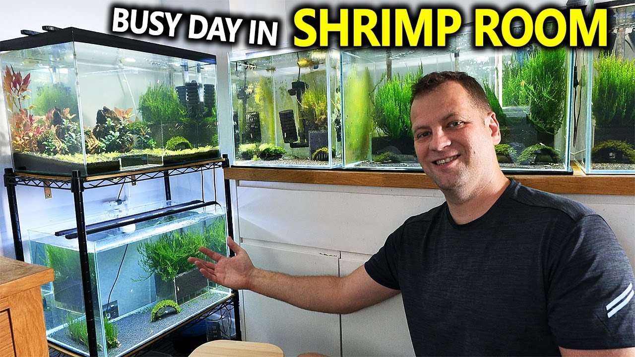Busy Day In The Shrimp Room: Update on all my Shrimp Tanks!