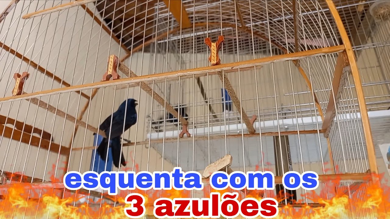 Esquentando os azulões. 