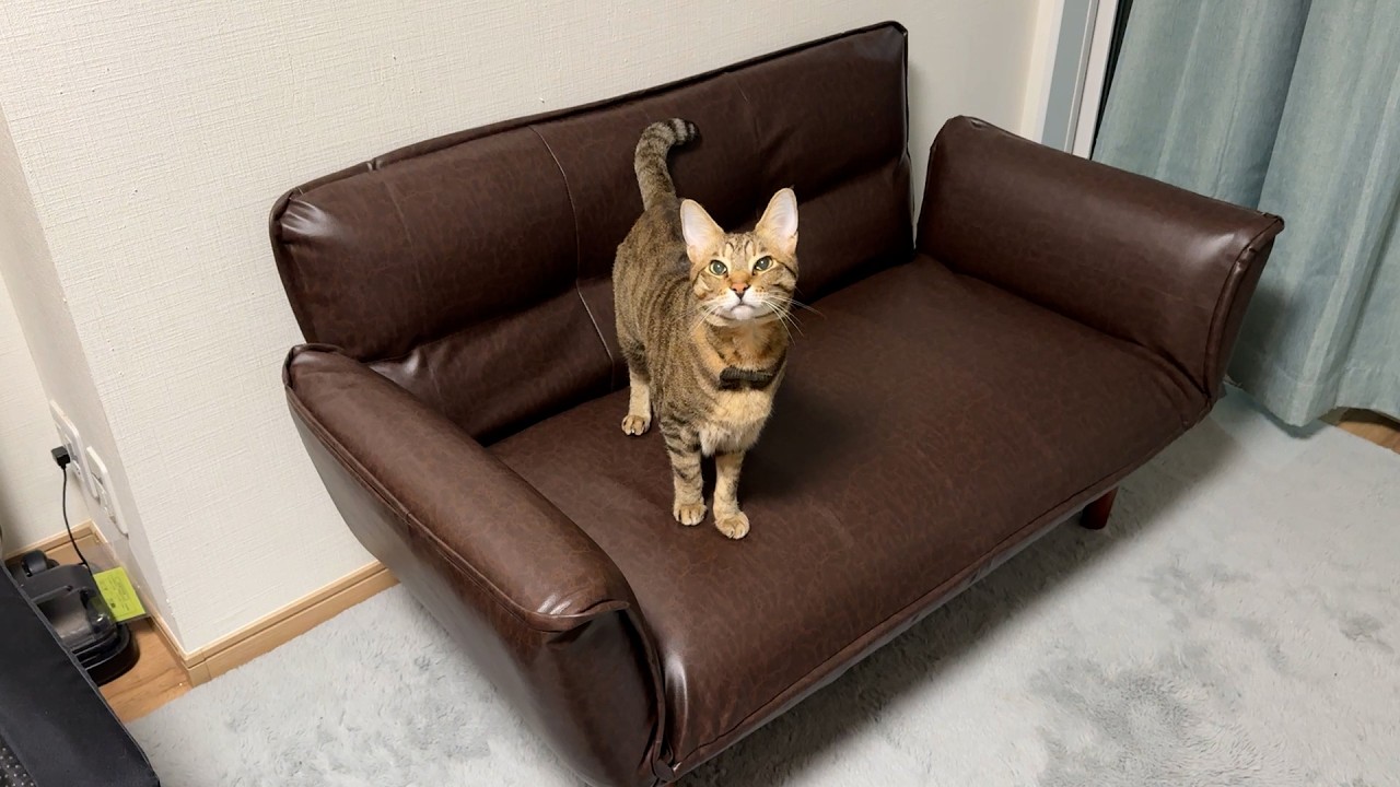 誕生日にソファ買ってみたけど猫の遊び場になってしまった。