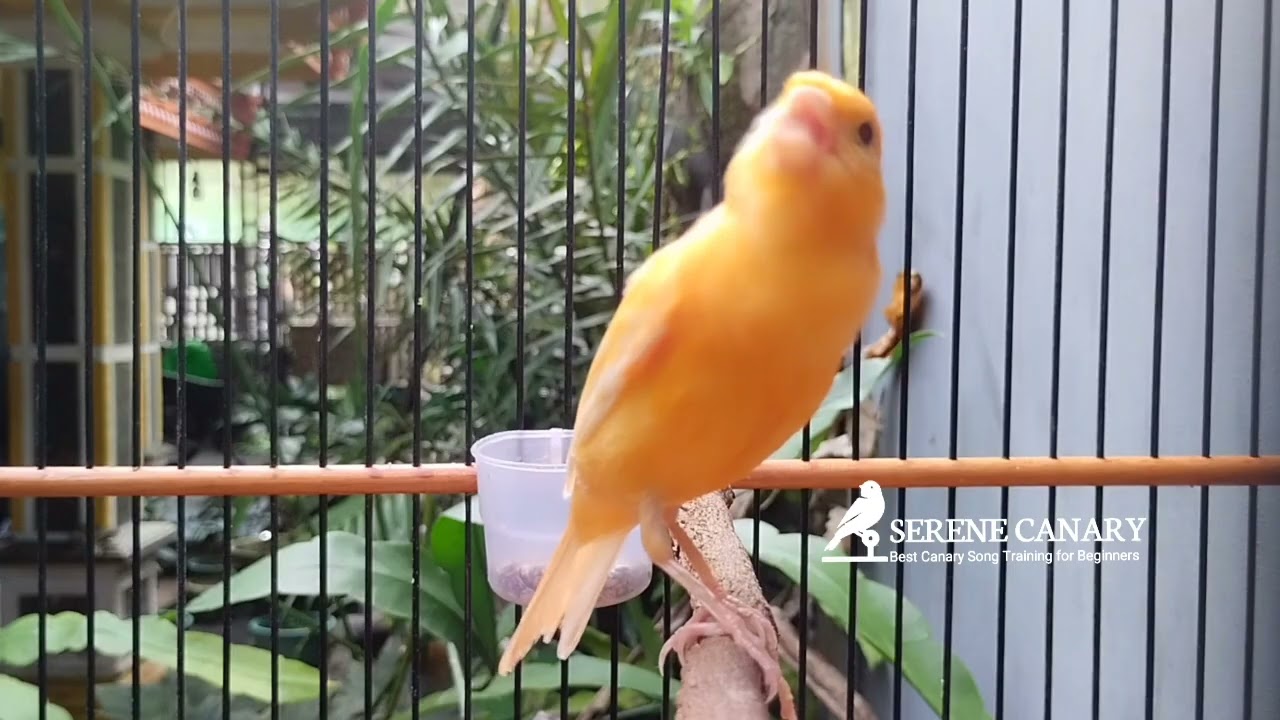 Не включайте громко! Высокие частоты для поднятия боевого духа