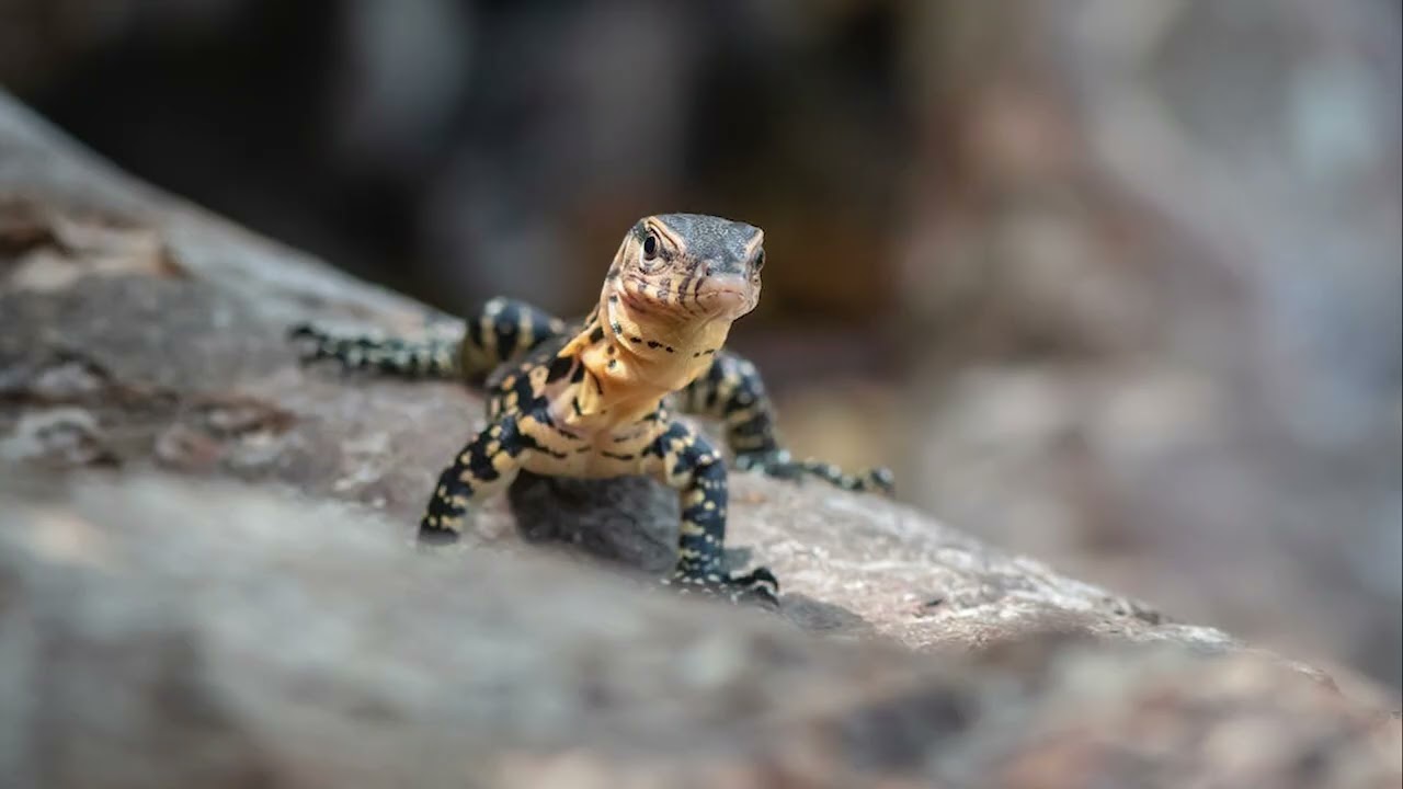 Gecko Sound to Sleep